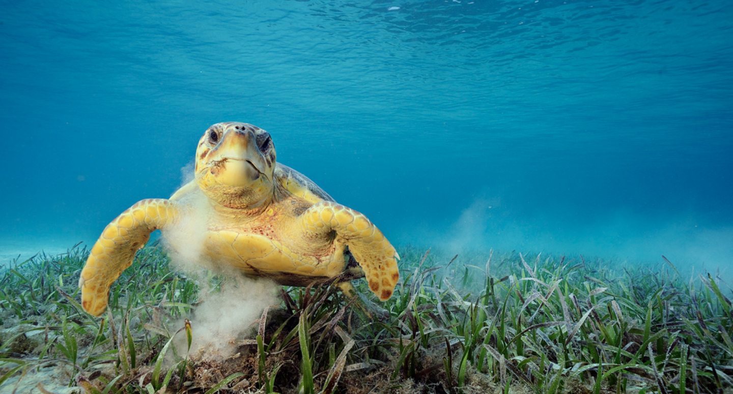 Photo caption lorem ipsum dolor sit amet, consectetur adipiscing elit. Phasellus lobortis in ex sed dignissim.