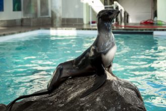 Where is Luna? Follow Her Stay
at Mystic Aquarium