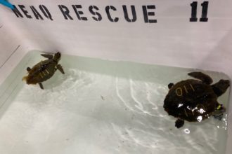 Turtle Drills: Practice Makes Perfect