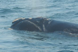 15 North Atlantic 
Right Whales Named