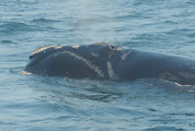 15 North Atlantic 
Right Whales Named