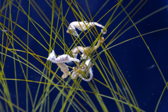 Virtual Visit:
Dwarf Seahorses