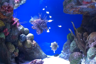 Virtual Visit: Armored and
Venomous Fish Feeding