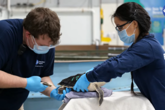 Virtual Visit: Sea 
Turtle Hospital Tour
