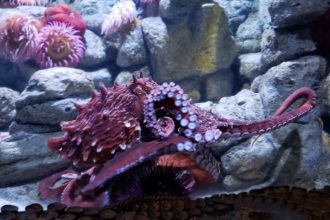 New Giant Pacific Octopus
at the Aquarium