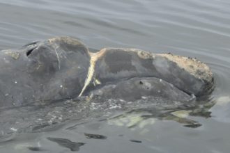 Right Whale Population Declines 
for 10th Straight Year