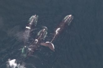 New Study Shows Climate Change
Impacts on Whale Habitat Use