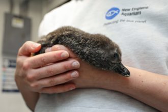 Meet our Newly Hatched 
African Penguin Chick