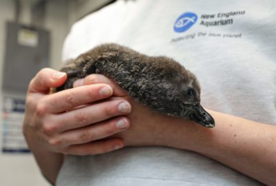 Meet our Newly Hatched 
African Penguin Chick
