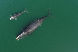 Meet the newest North Atlantic Right Whale Mother and Calf Pairs