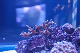 Staghorn Coral: An Endangered 
Species at the Aquarium