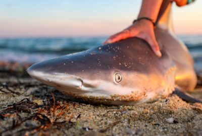 A Look at Shark Research 
on Nantucket
