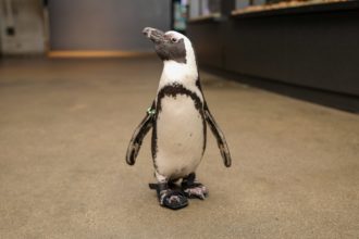 After Innovative Treatment, 
this African Penguin is Thriving