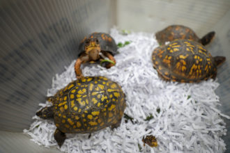 Partnering to Save 
Eastern Box Turtles