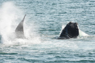 Scenes from a 
Right Whale Entanglement
