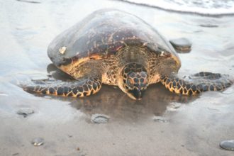 Macuro. Conservación de Tortugas Marinas en el Golfo de Paria, Venezuela