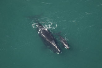 2021-22 North Atlantic Right Whale 
Mother and Calf Pairs