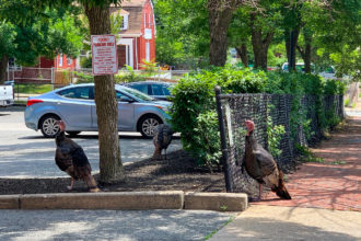 Boston Explores!
Week 3