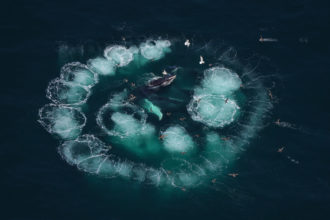 Summer Sightings from the Aerial Survey Team