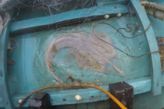 Protecting the Giant Bottom-Dwellers 
of Karimunjawa National Park