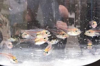 Raising Fish Sustainably: Q&A 
with Barbara Bailey