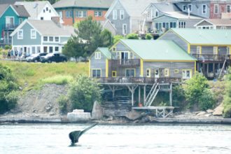 Cross-Border Wanderings of a Young Whale