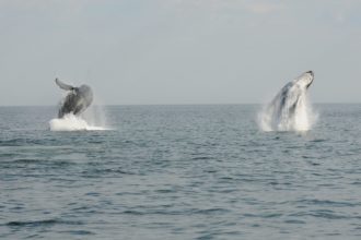 Humpbacks In Flight, Mid-Morning Delight
