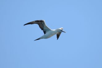 Who soars, who flies,
who tells their story?