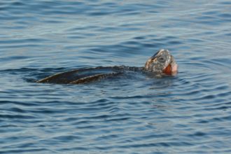 September Surveys
in the Bay of Fundy