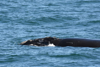Identifying Soon-to-be Right Whale Moms
