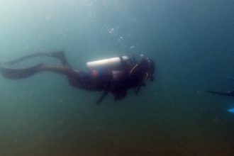 Tiburones martillo en
el Mar Tropical del Perú