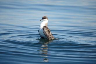 Who soars, who flies,
who tells their story?