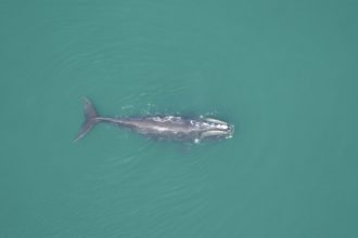 New Study Shows Southern New England
is a Significant Right Whale Habitat