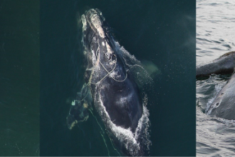 For North Atlantic right whales, 
entanglements lead to their decline