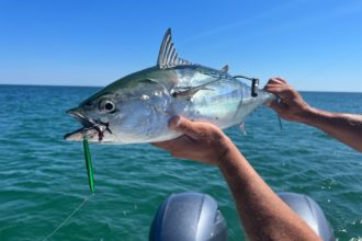 Tagging False Albacore 
in Nantucket Sound