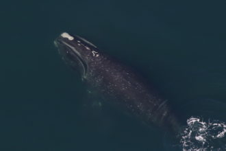 Allow Us to Introduce 18
Newly Named Right Whales