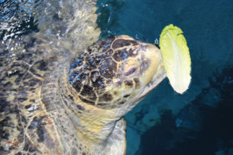 Facebook Live:
Feeding Myrtle