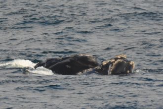 Gulf of St. Lawrence: 
August In a Nut Shell