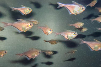 Raising Glassy Sweepers 
from Egg to Adult