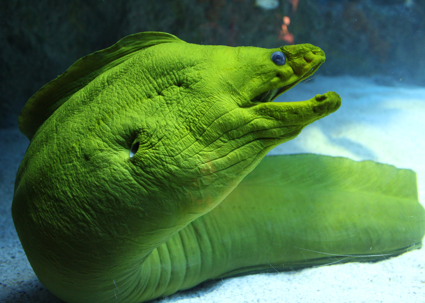 green-moray-eel
