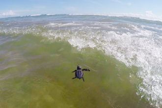 Happy World Ocean Day!