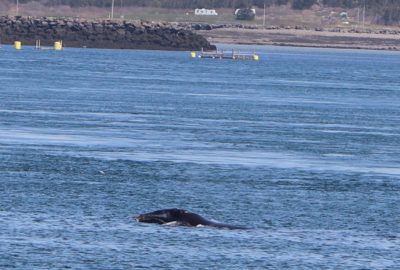 18th Right Whale Mother Discovered Off Brier Island, Nova Scotia