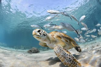 Sea Turtle Week