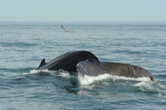 A Whole Heap Of Humpbacks!