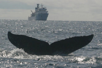 Redfern Asks Big Questions
About Earth’s Biggest Animals