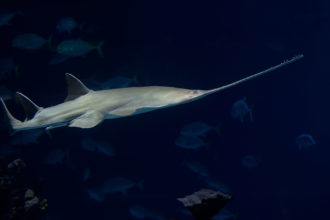 Detecting Sawfish DNA
in Madagascar’s Mangroves