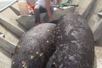 MCAF Fellow Lucy Keith Diagne:
Saving African Manatees