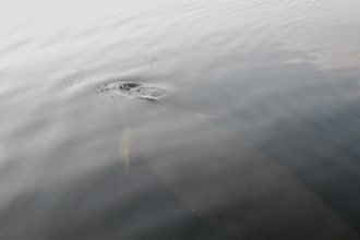 Protecting African Manatees
during the COVID Pandemic