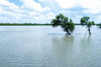করাত মাছ বেশি দেখা যাচ্ছে