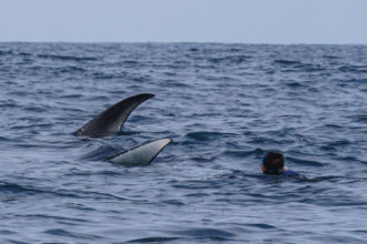 Resiliencia de los esfuerzos de conservación en tiempos inciertos: 4 lecciones de un bloqueo de 6 meses por Kerstin Forsberg